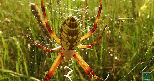 Coastal Prairie Morning - Postcard From Texas