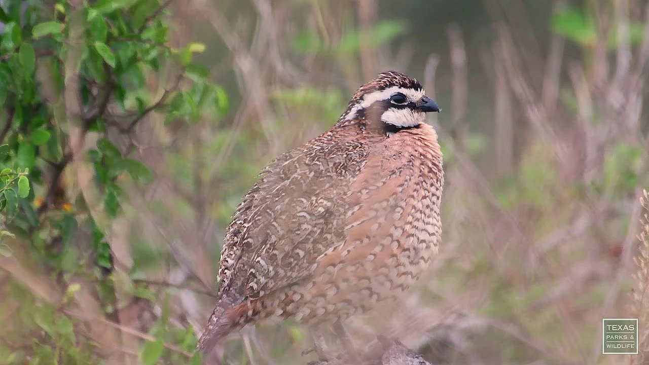 Postcard From Texas: Laborcitas Creek Wildlife