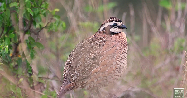 Postcard From Texas: Laborcitas Creek Wildlife