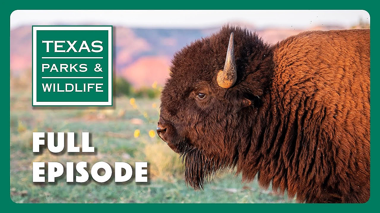 Pbs Show - Dragonfly Chasers, Hiking Blind &amp; Texas Bison