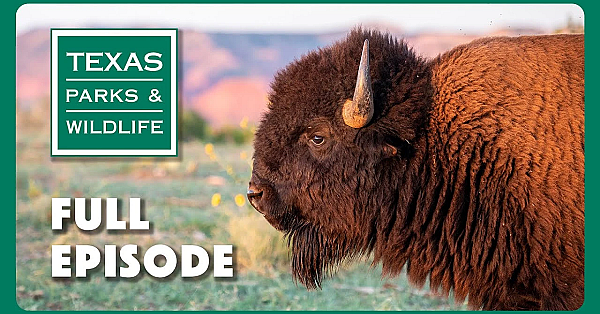 Pbs Show - Dragonfly Chasers, Hiking Blind &amp; Texas Bison