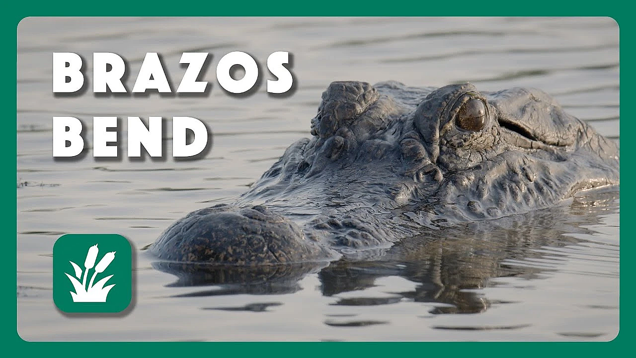 Flora And Fauna Of Brazos Bend - Postcard From Texas