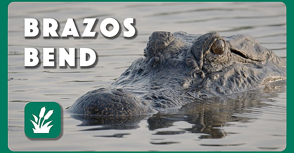 Flora And Fauna Of Brazos Bend - Postcard From Texas