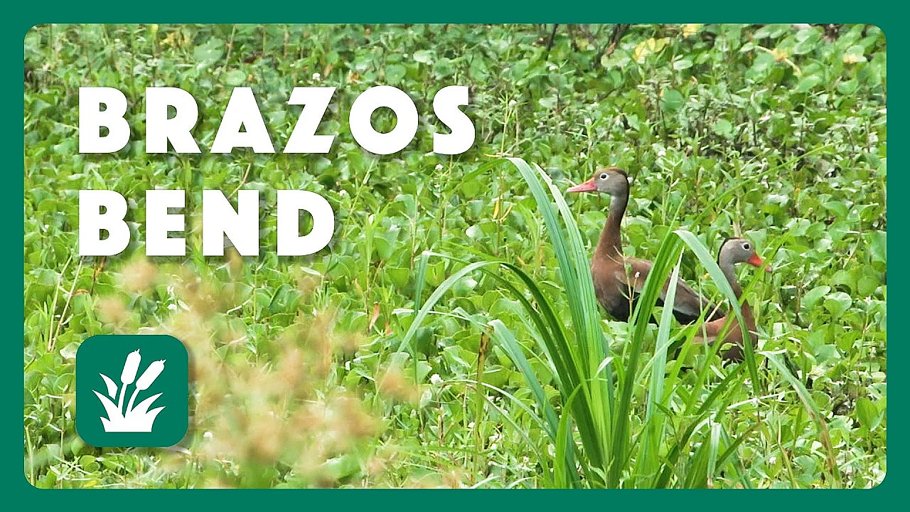 Brazos Bend | Postcard From Texas
