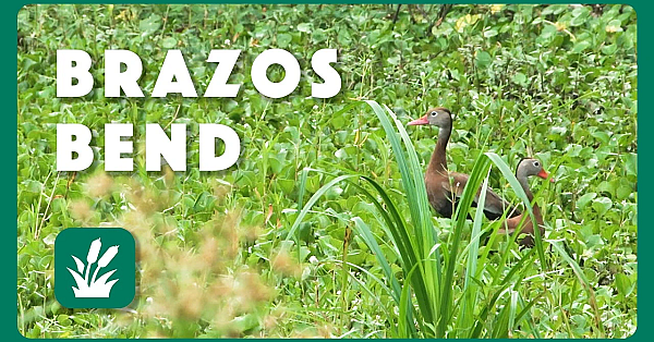 Brazos Bend | Postcard From Texas