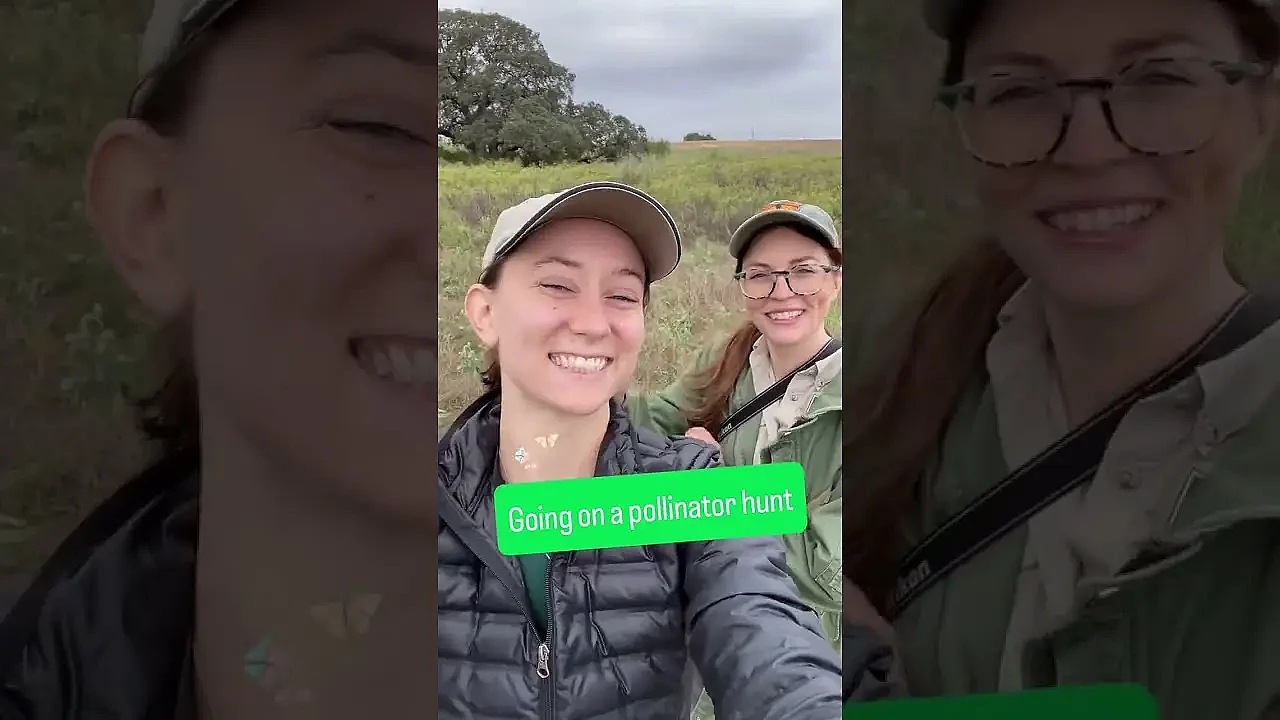 Wind Didn’t Stop Us 🌬️ #txpollinators