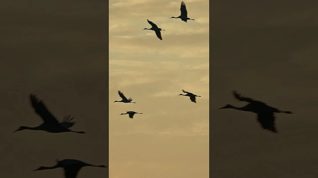 Sandhill Cranes #texas