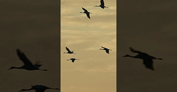 Sandhill Cranes #texas