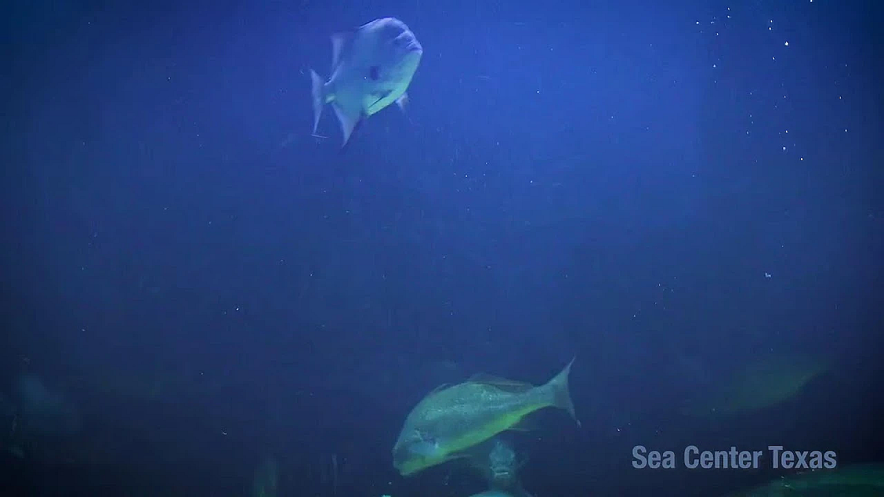 Texas Parks And Wildlife Live Lofi Chill Relaxing Aquarium For Sleep Or Study