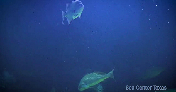 Texas Parks And Wildlife Live Lofi Chill Relaxing Aquarium For Sleep Or Study