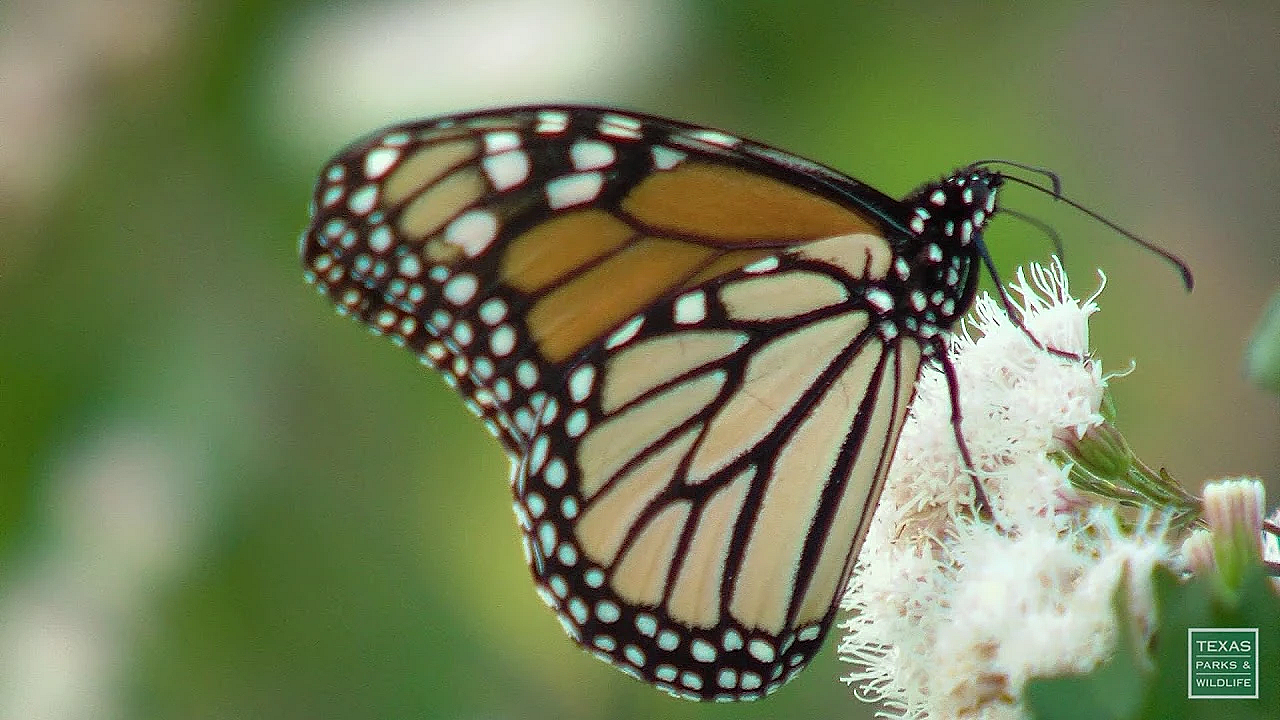 Postcard From Texas: Mostly Monarchs