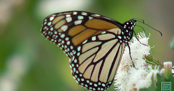 Postcard From Texas: Mostly Monarchs