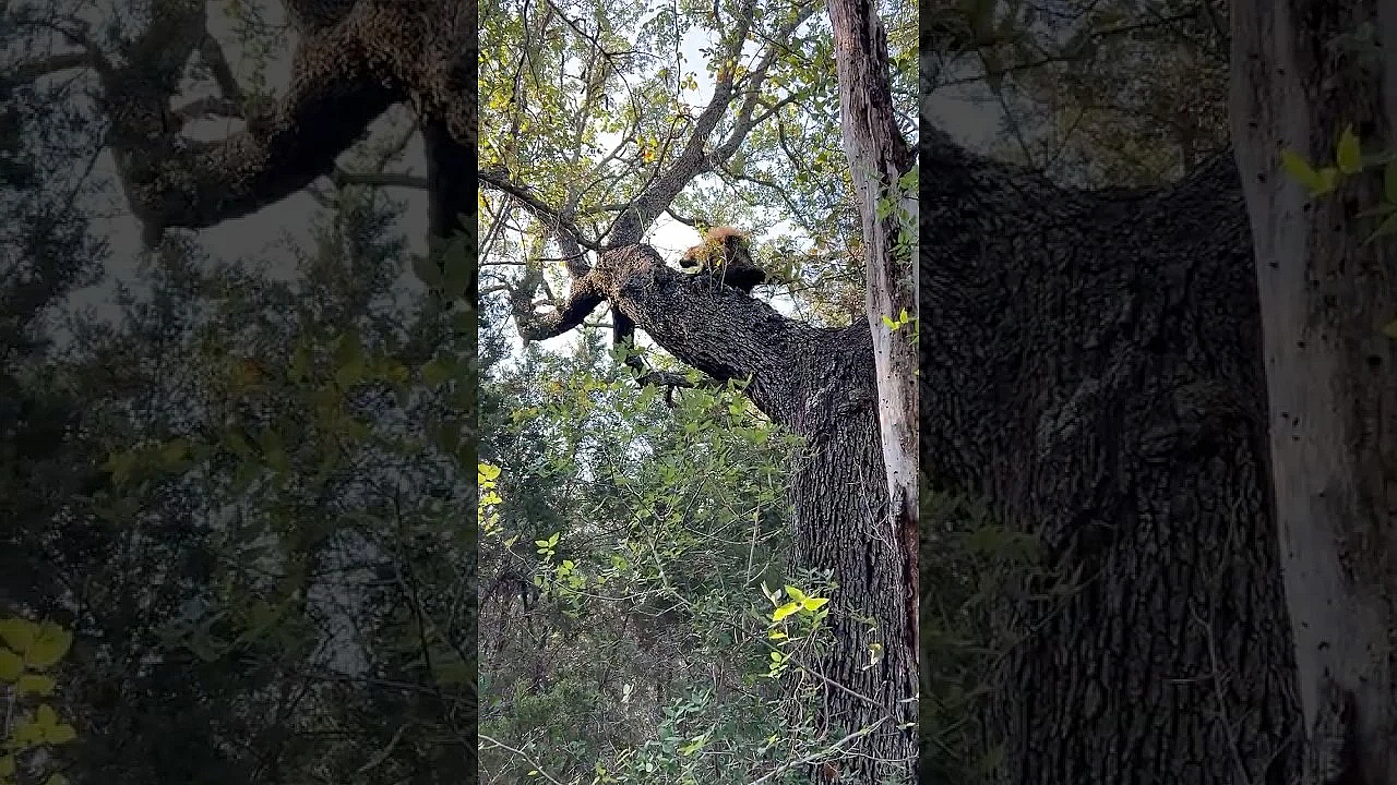 North American Porcupine! #texasstateparks