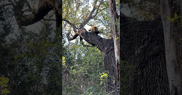 North American Porcupine! #texasstateparks