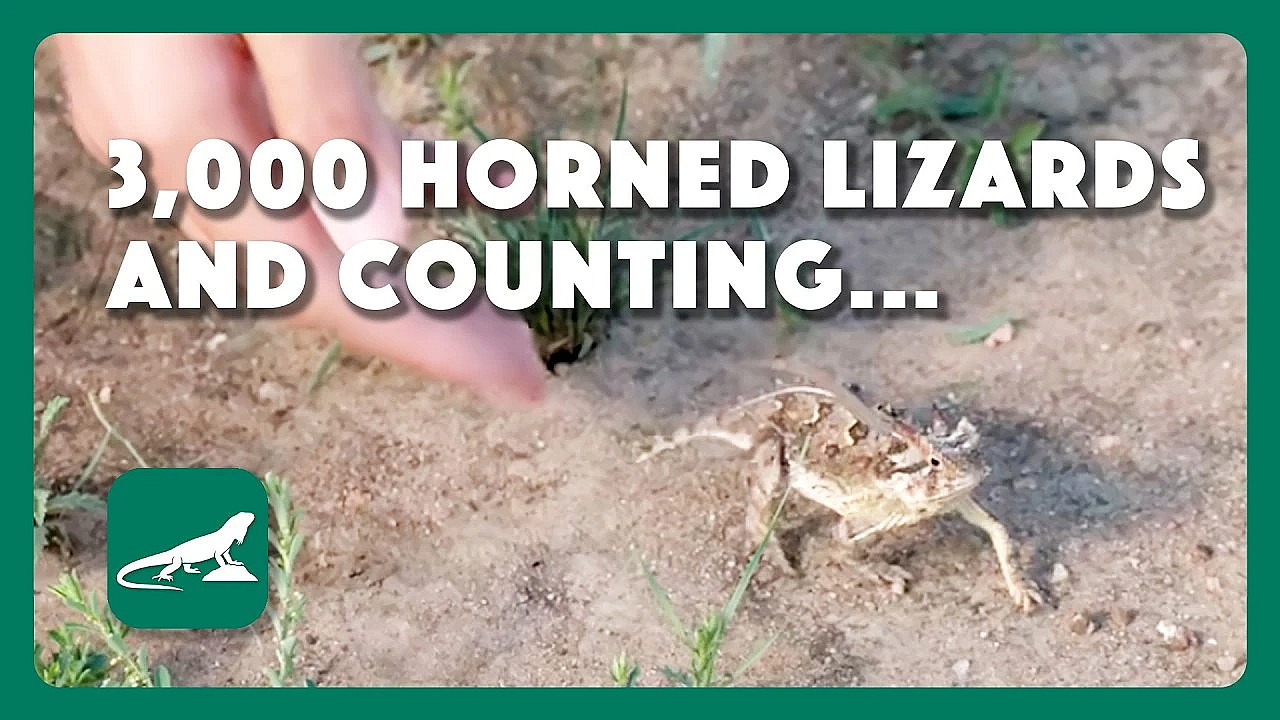 3,000 Horned Lizards And Counting...