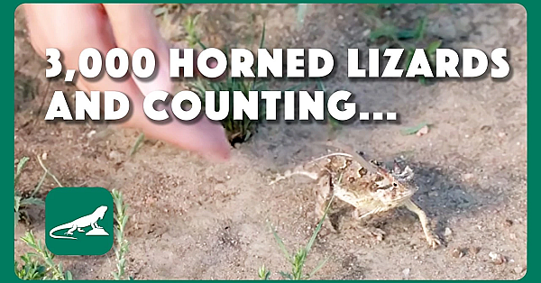3,000 Horned Lizards And Counting...