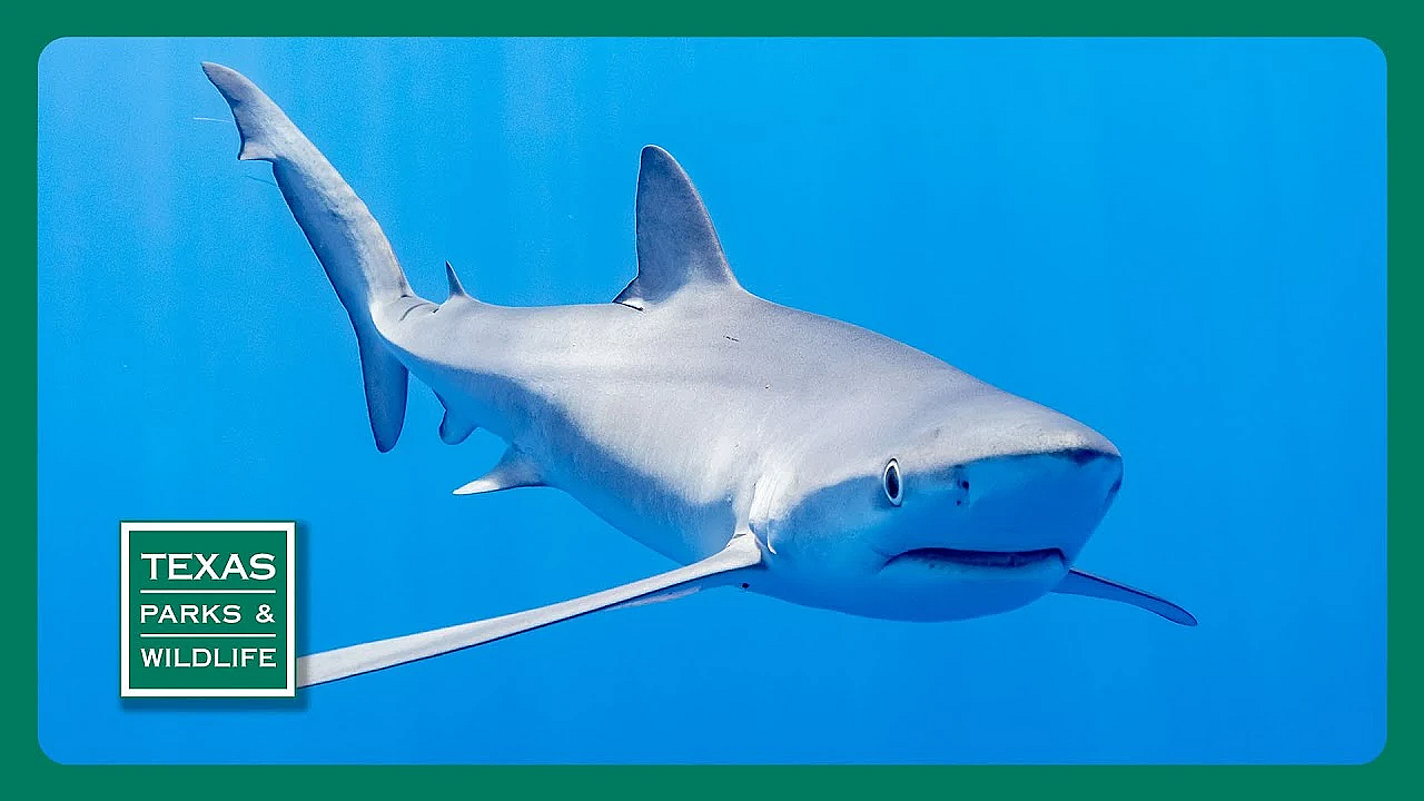 Pbs Preview- Saving Sharks, Indian Springs, Parks On The Air