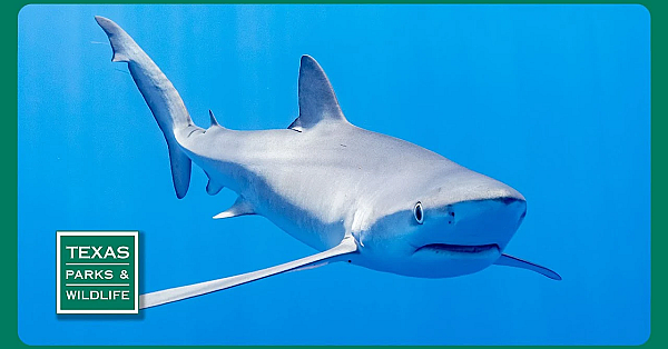 Pbs Preview- Saving Sharks, Indian Springs, Parks On The Air