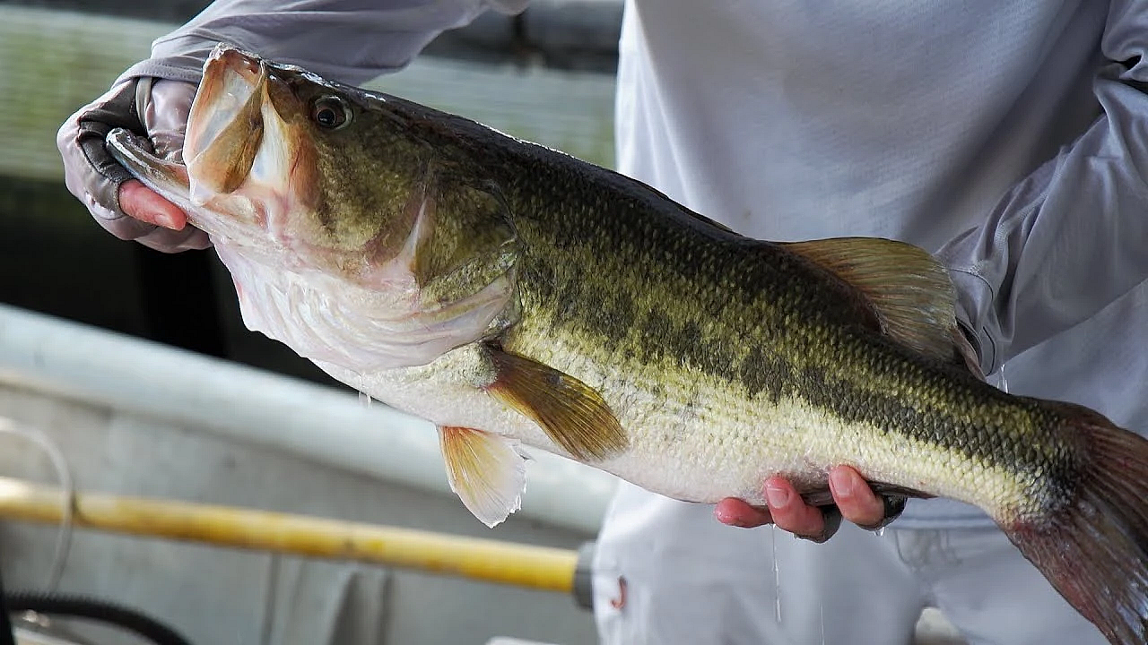 Tracking Bass On Toledo Bend - Texas Parks &amp; Wildlife [official]