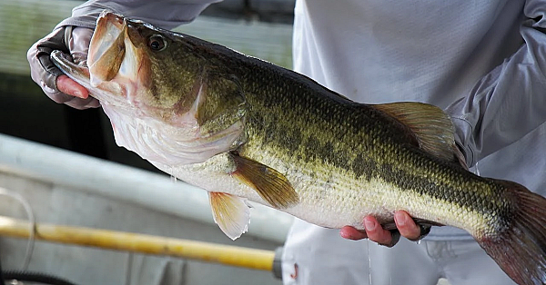 Tracking Bass On Toledo Bend - Texas Parks &amp; Wildlife [official]