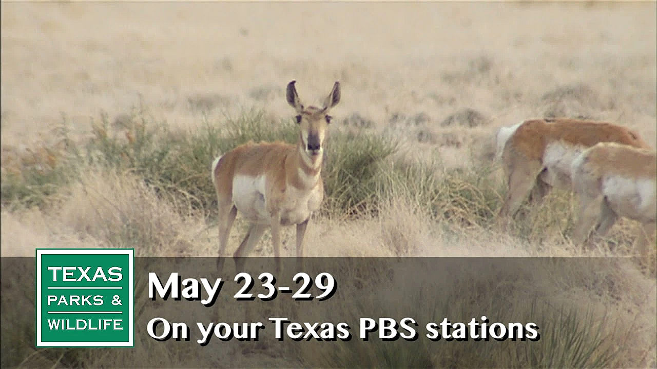 Pbs Preview - The Science Of Wildlife - #2907