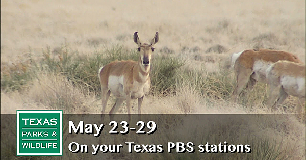 Pbs Preview - The Science Of Wildlife - #2907