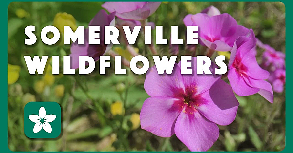 Somerville Wildflowers - Postcard From Texas