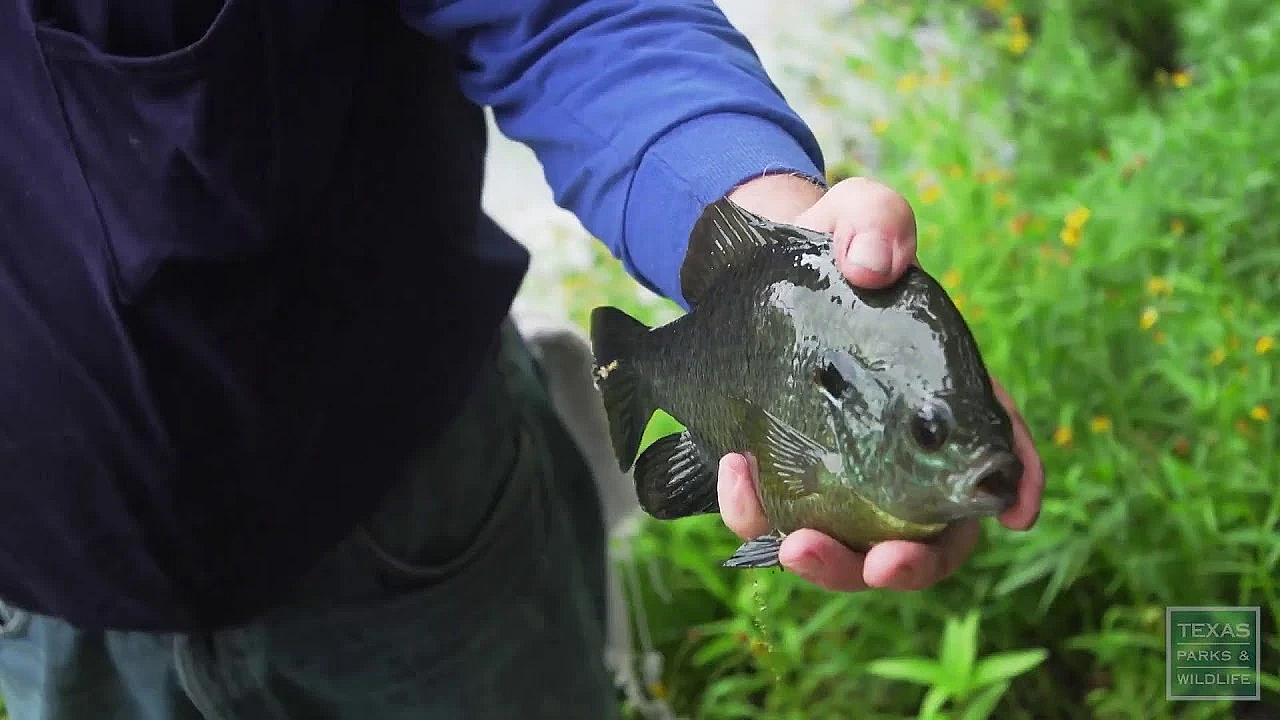 Texas Parks And Wildlife Live Stream