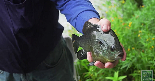 Texas Parks And Wildlife Live Stream