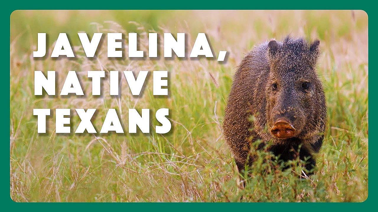 Javelina, Native Texans