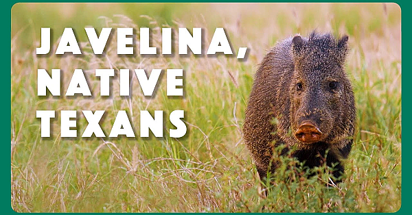 Javelina, Native Texans