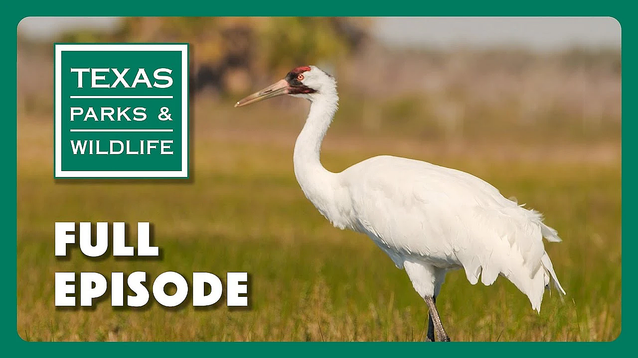 Pbs Show - Watching Whoopers, Fort Boggy &amp; Time Capsule