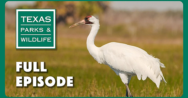 Pbs Show - Watching Whoopers, Fort Boggy &amp; Time Capsule
