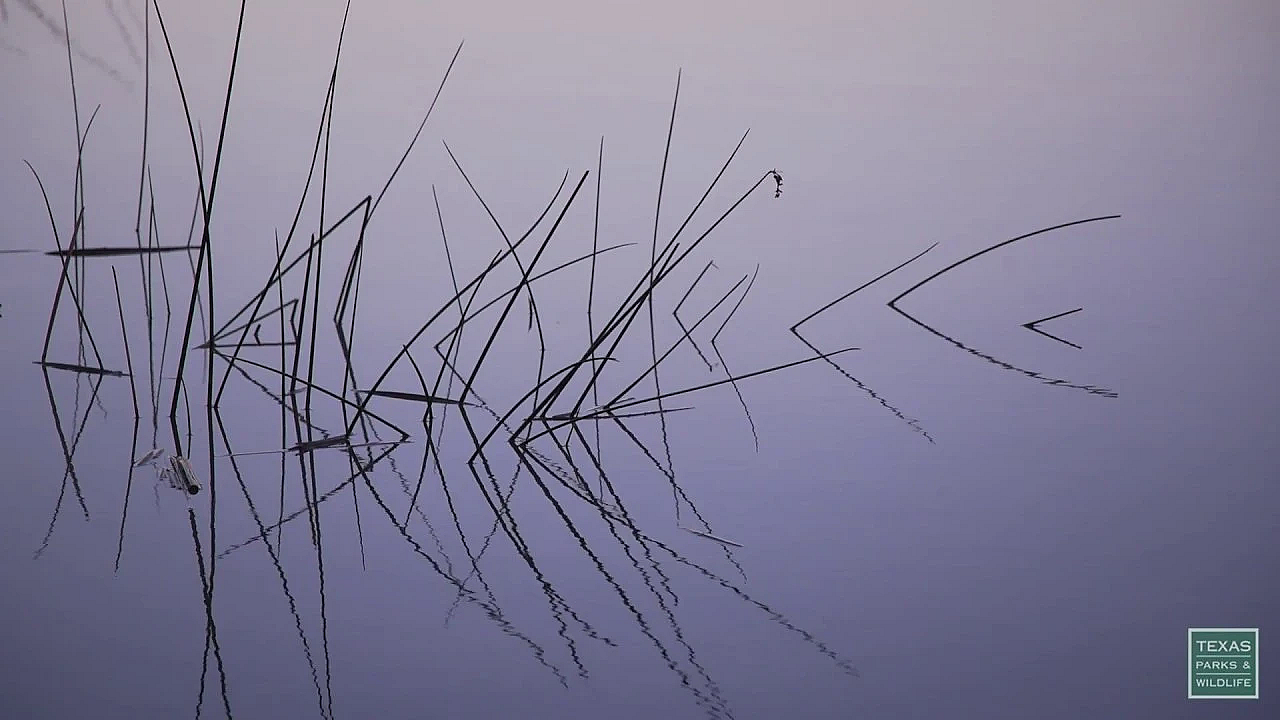 Postcard From Texas: Misty Morning At Fort Parker State Park