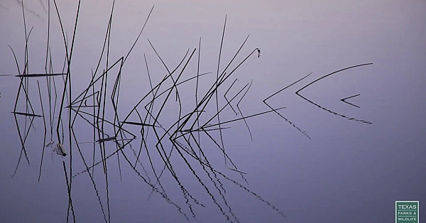 Postcard From Texas: Misty Morning At Fort Parker State Park