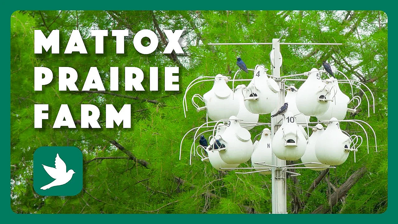 Birds Of Mattox Prairie Farm - Postcard From Texas