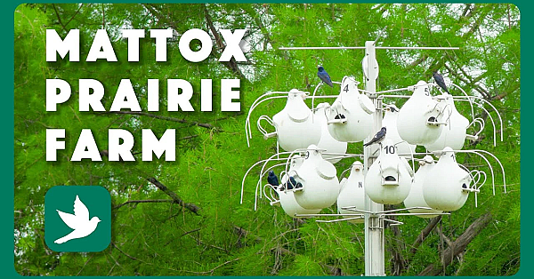 Birds Of Mattox Prairie Farm - Postcard From Texas