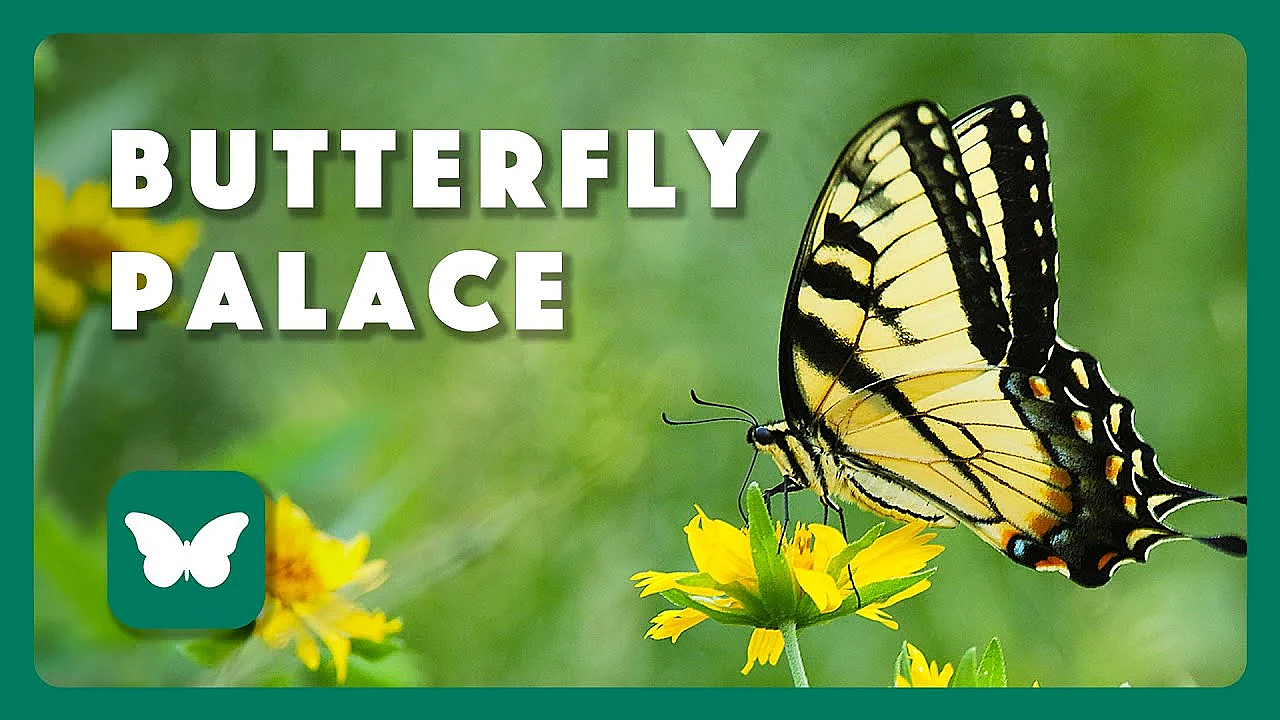 The Butterfly Palace - Texas Parks &amp; Wildlife [official]