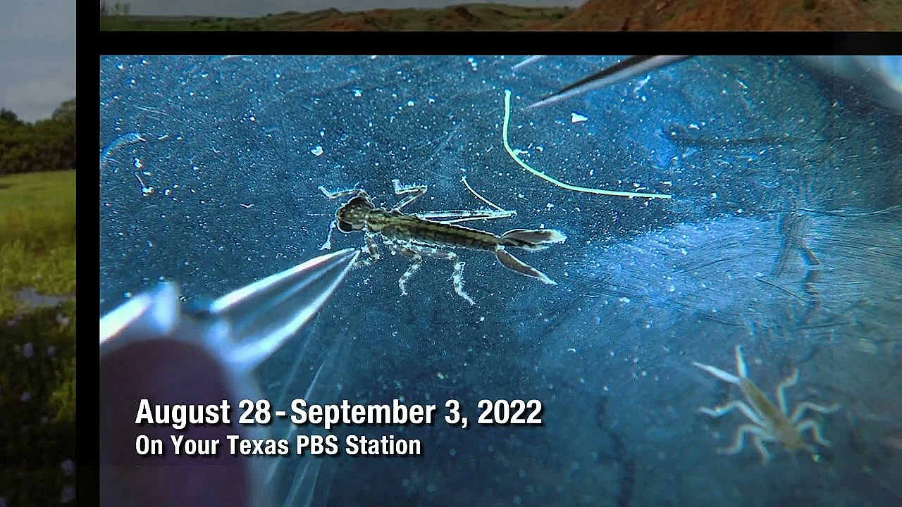 Pbs Preview - Nomadic Photographer, Water Critters &amp; Lockhart State Park