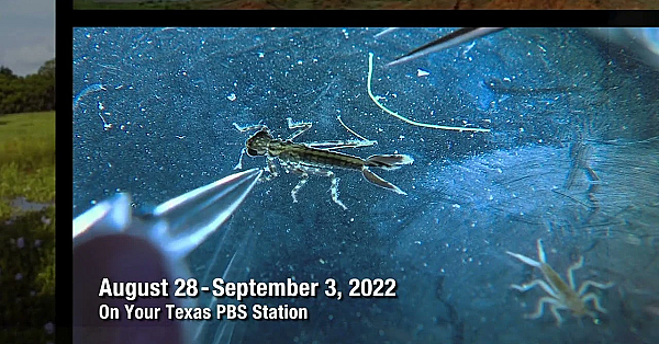 Pbs Preview - Nomadic Photographer, Water Critters &amp; Lockhart State Park