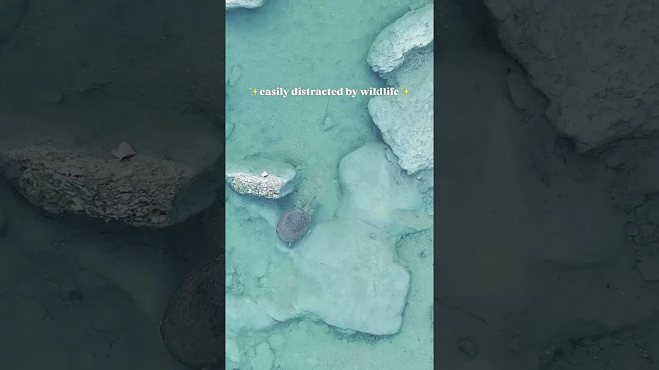 Wildlife Distractions #texasstateparks