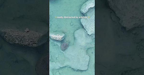 Wildlife Distractions #texasstateparks