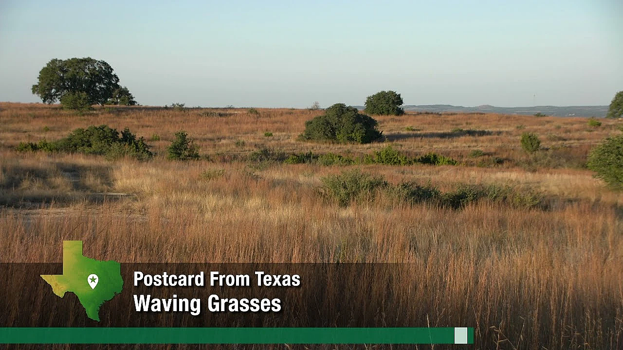 Postcard From Texas: Waving Grasses