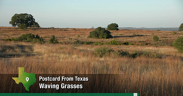 Postcard From Texas: Waving Grasses