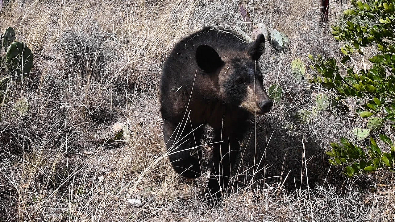Two Bears Go Home - Texas Parks And Wildlife [official]