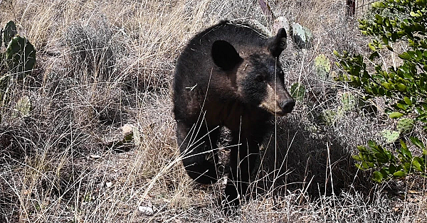 Two Bears Go Home - Texas Parks And Wildlife [official]