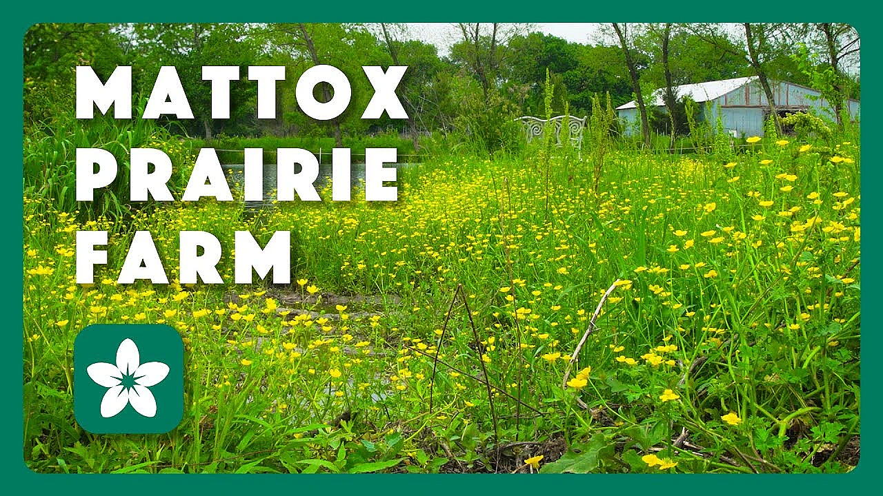 Spring At Mattox Prairie Farm - Postcard From Texas