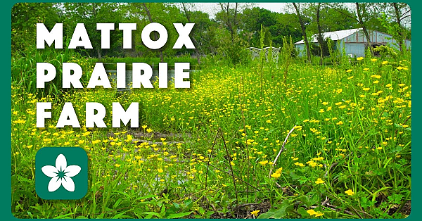 Spring At Mattox Prairie Farm - Postcard From Texas