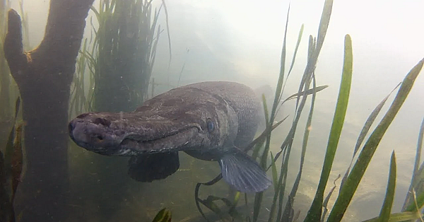 Pbs Show - Gargantuan Gar, Quail Ranch, A Big Bass, #2804