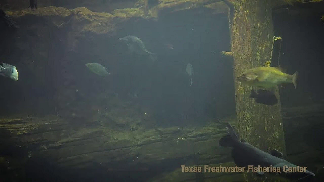 Texas Parks And Wildlife Live Lofi Chill Relaxing Aquarium For Sleep Or Study